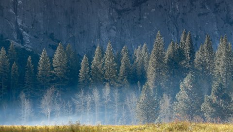 Дерево, деревья, круги, камень, дымка