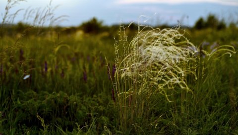 Трава, поле, разнообразие