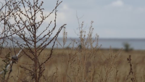Поле, трава, куст, сухой, увядание