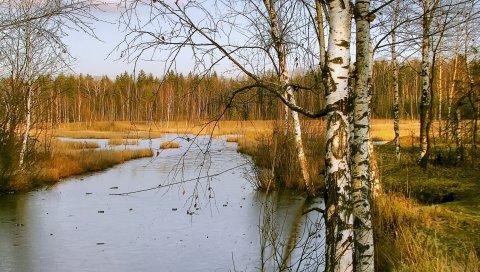 Березы, осень, река, пейзаж