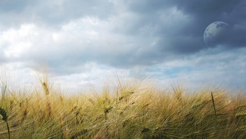 Уши, луна, поле, облачно