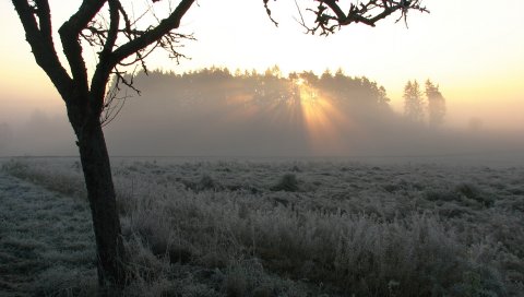 Дерево, туман, морозы, лучи, утро