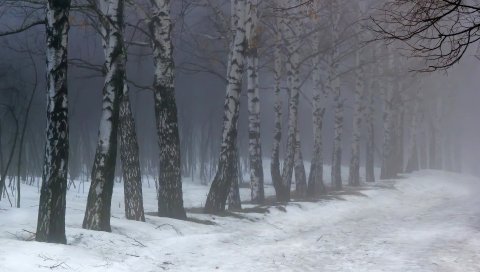 Берез, туман, снег