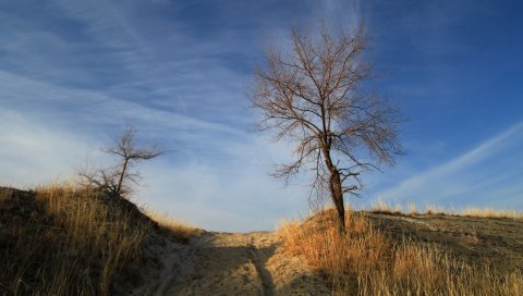 Дорога, песок, возвышенность, дерево, голая
