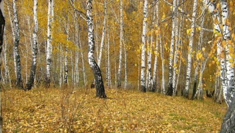 Березы, дерево, кромка, осень, золото, листья