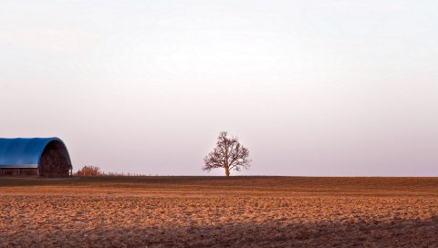 Поле, дерево, косить, сарай