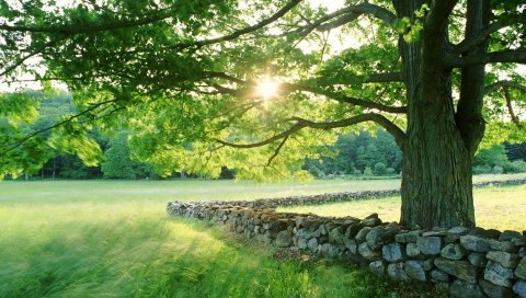 Дерево, солнце, защита, камень, владение, трава, лето, свет