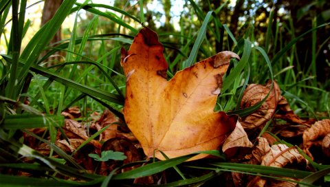 Листья, клен, сухой, трава, зеленый, осень