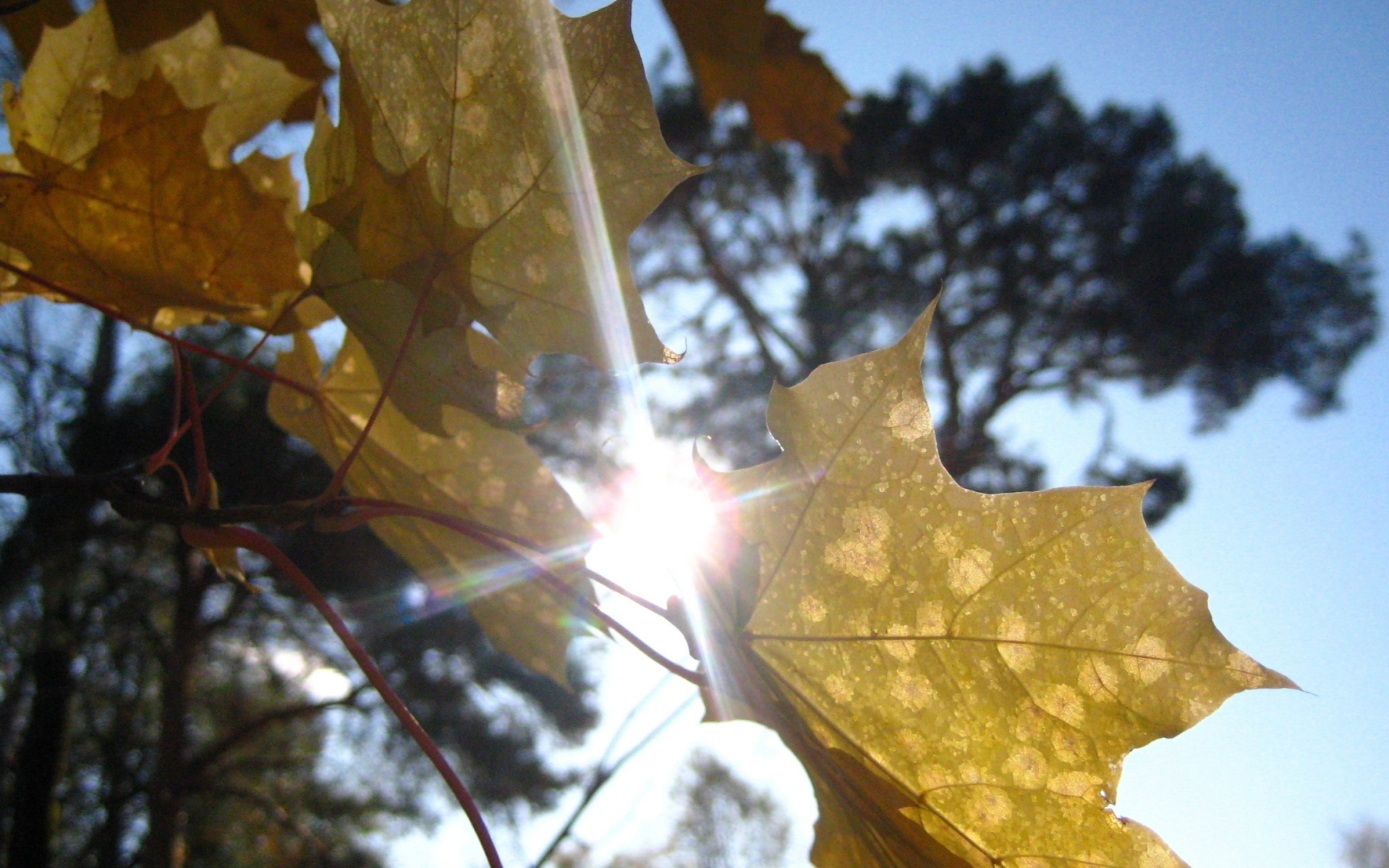 Осенний воздух свеж. Листья кружатся. Осень солнце. Осень листья солнце. Лист на ветру.