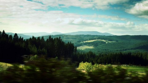 пейзаж, деревья, лес, деградация