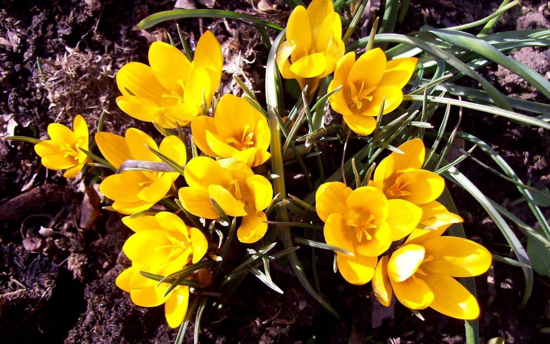 Желтые ранние цветы весной как называется. Крокус Йеллоу. Крокус золотистый ( Crocus chrysanthus ). Желтые первоцветы крокусы. Крокус желтый горный.