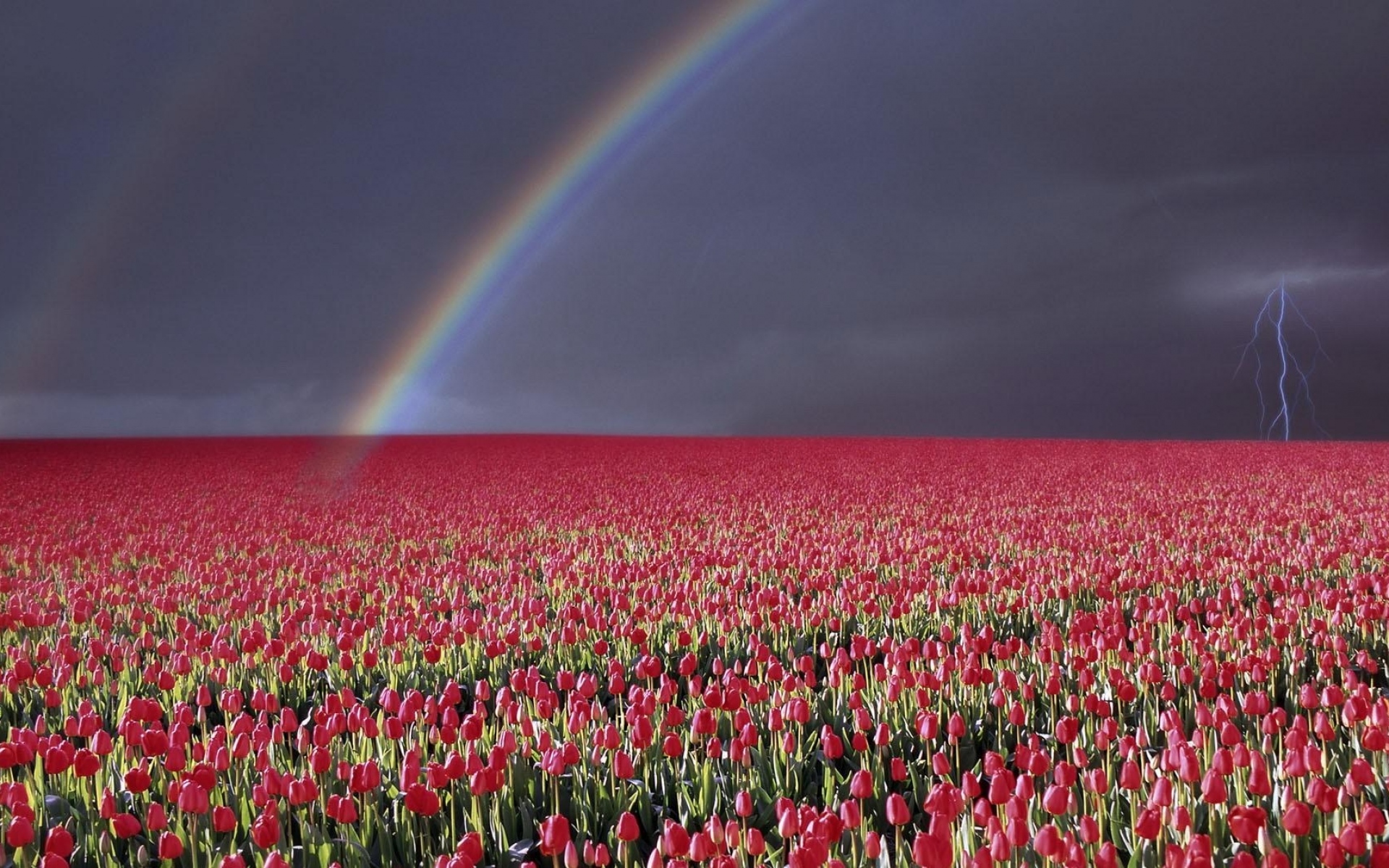 Картинки Тюльпаны, цветы, поле, много, небо, радуга, молния фото и обои на рабочий стол