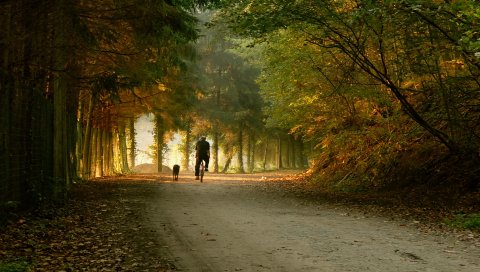 Парк, велосипед, коньки, деревья, осень