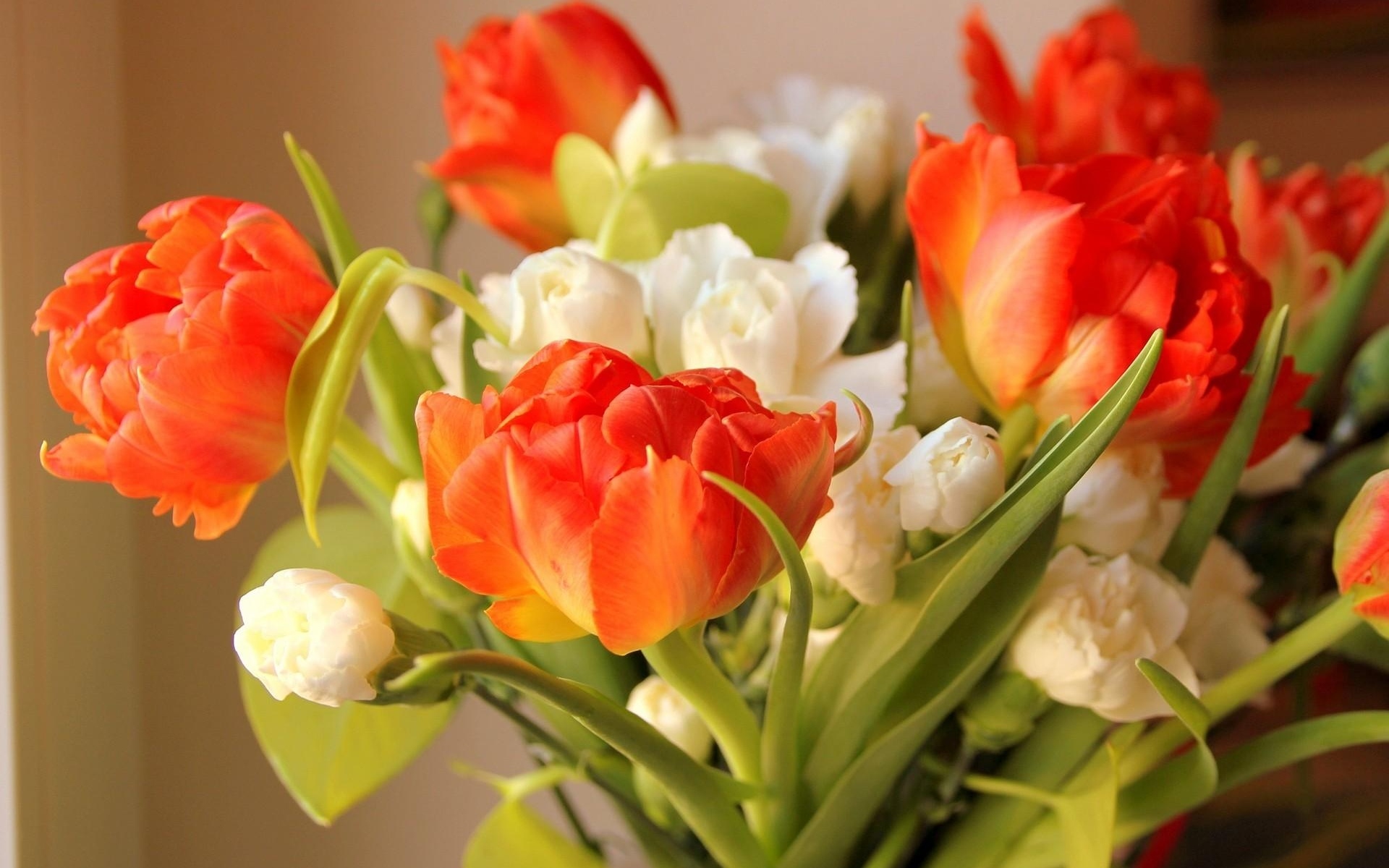 тюльпаны букет цветы бесплатно