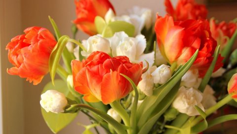 Улитки, цветы, течет, цветок, размытие