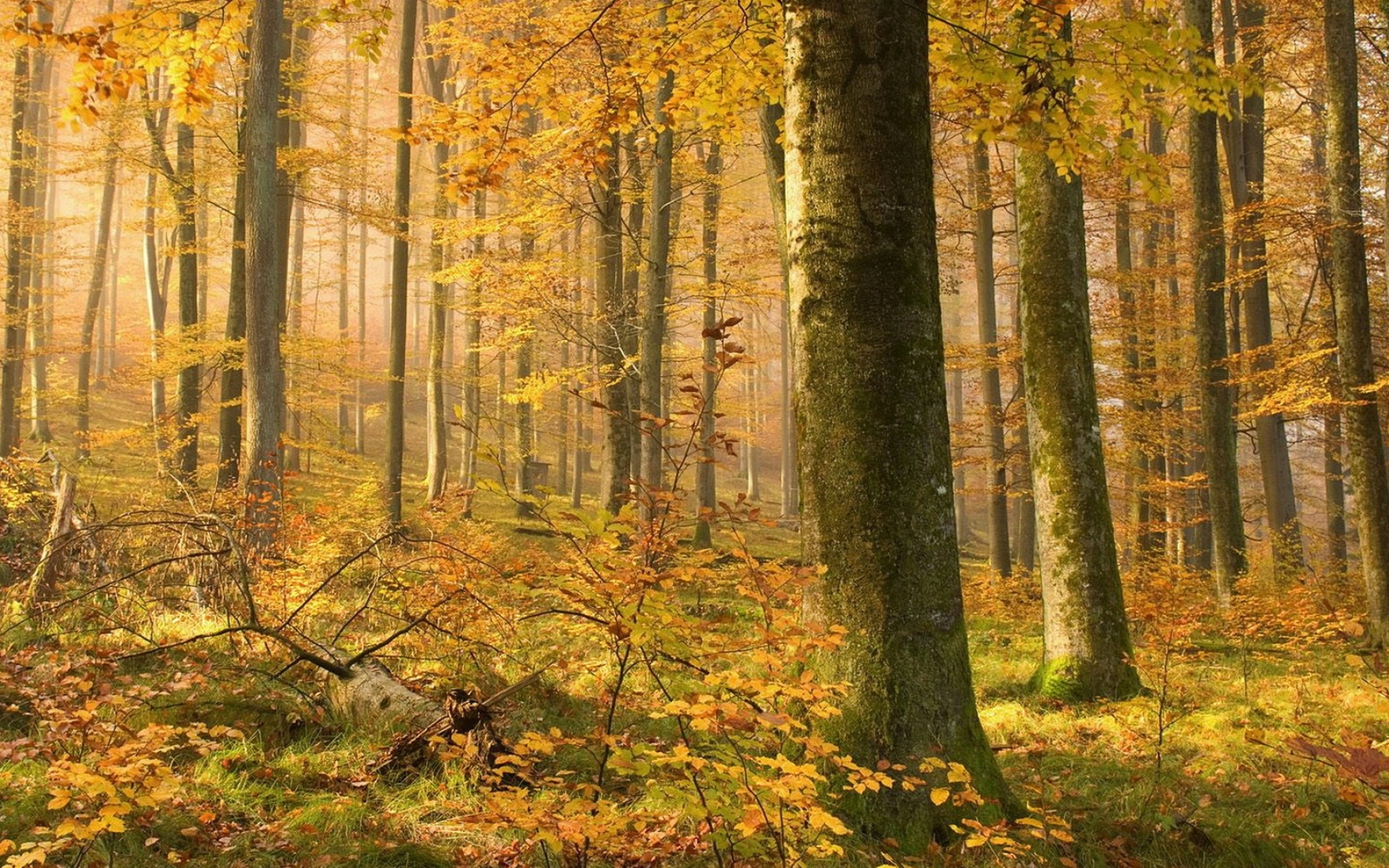 Виды осеннего леса. Осенний лес. Осень в лесу. Желтый лес. Фон осенний лес.