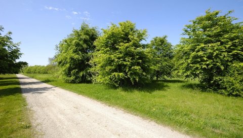 Дорога, страна, деревья, молодая, трава, лето