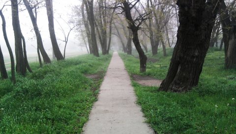 Трек, лес, туман, меланхолия
