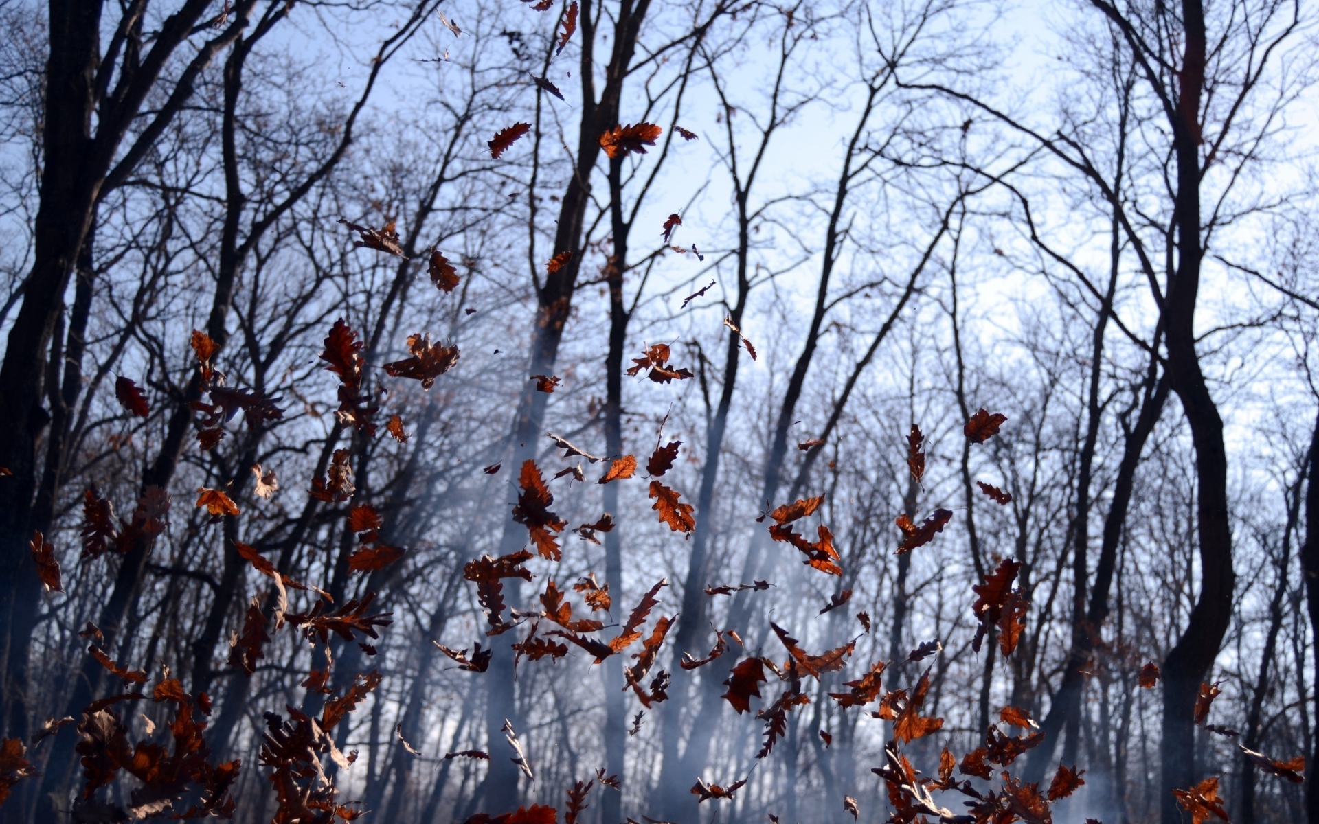 Картинки Листья, партии, туман, лес, осень, ветер фото и обои на рабочий стол