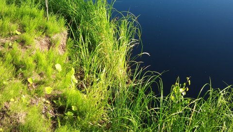 Трава, берег, поверхность, вода