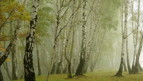 Берез, туман, проспект