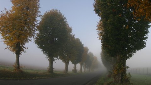 Деревья, туман, дымка, дорога, полоса