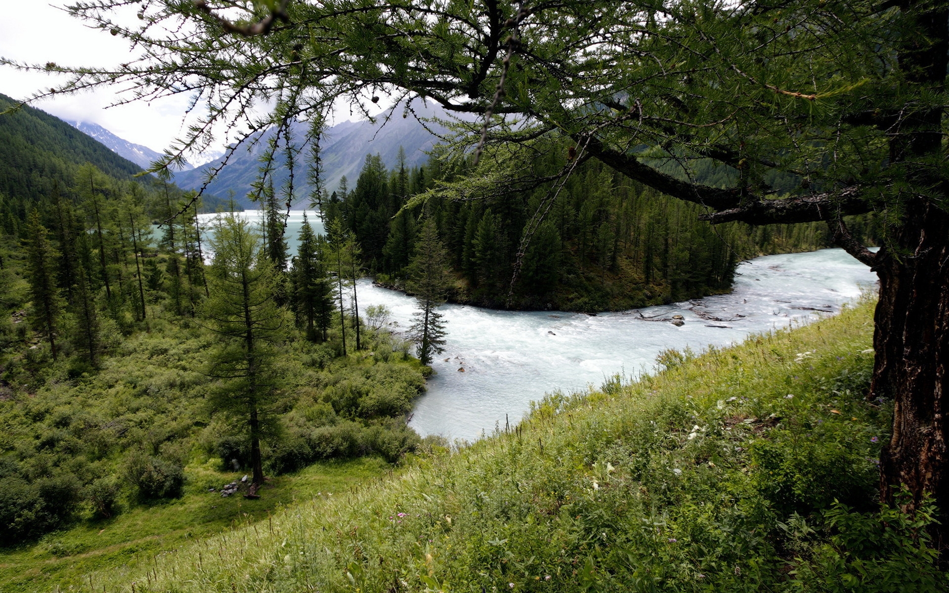 Реки умеренного континентального пояса. Горная река. Река в лесу. Природа климат. Лес умеренного климата.