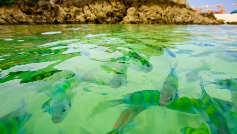 Маленькие рыбы, вода, прозрачные, скалы