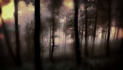 Деревья, мрачные, деградация, туман