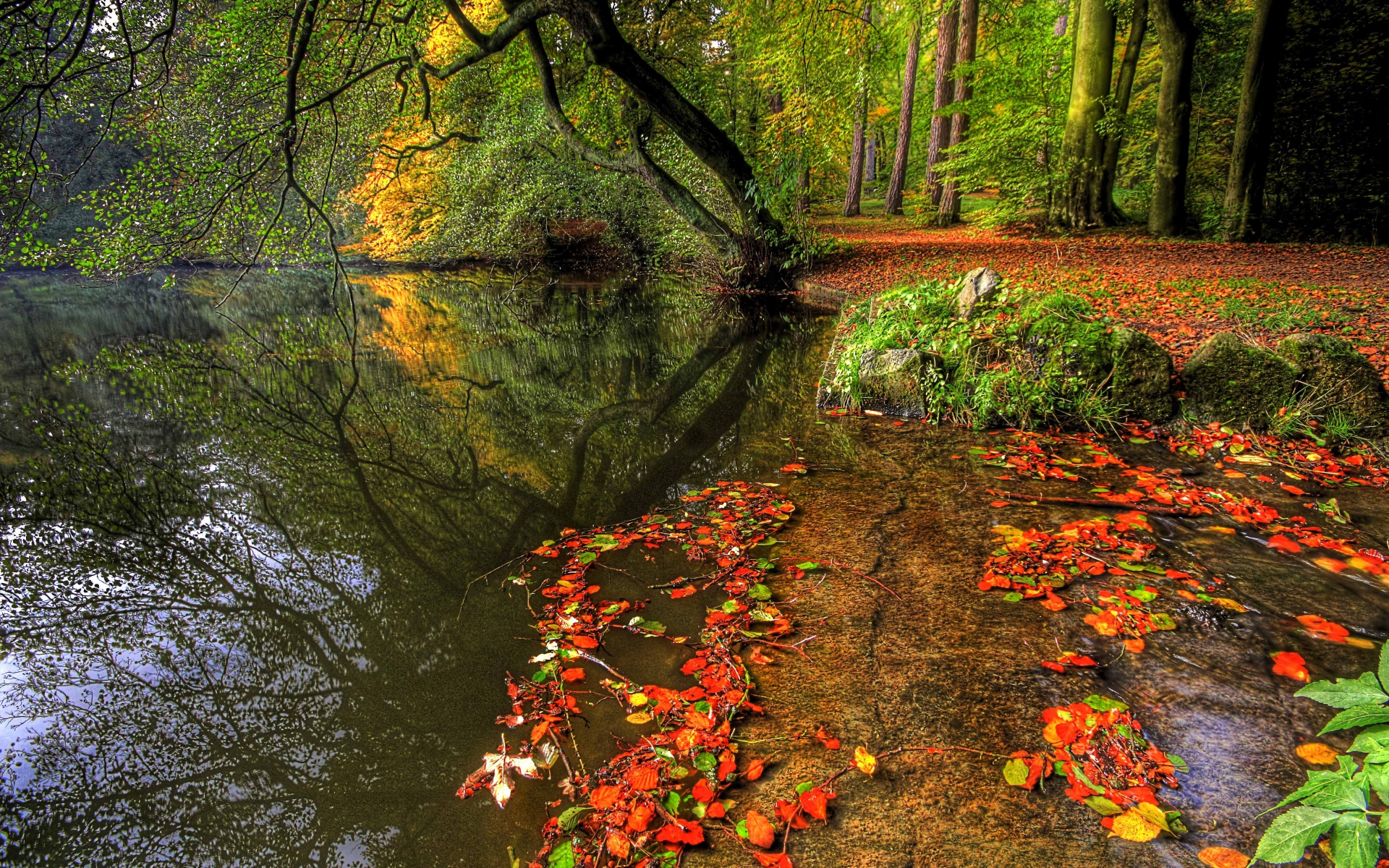 Картинки Парк, осень, листья, пруд, деревья, тарелка фото и обои на рабочий стол