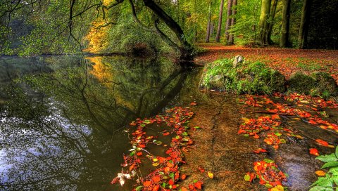 Парк, осень, листья, пруд, деревья, тарелка