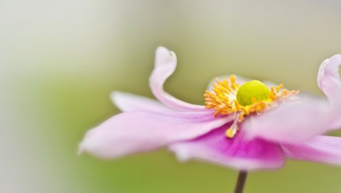 Цветок, лепестки, поверхность, фон, размытые
