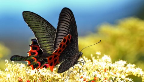 Бабочка, трава, узор, крылья