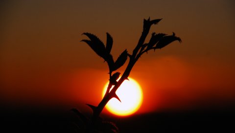 Растения, закат, природа, небо