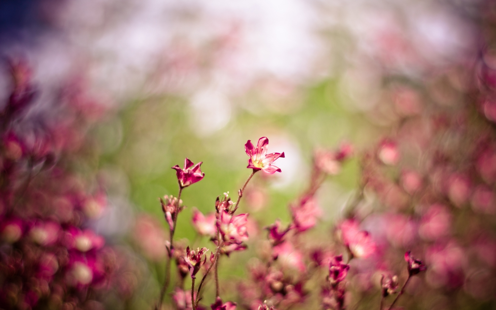 Розовый цветок в траве загрузить