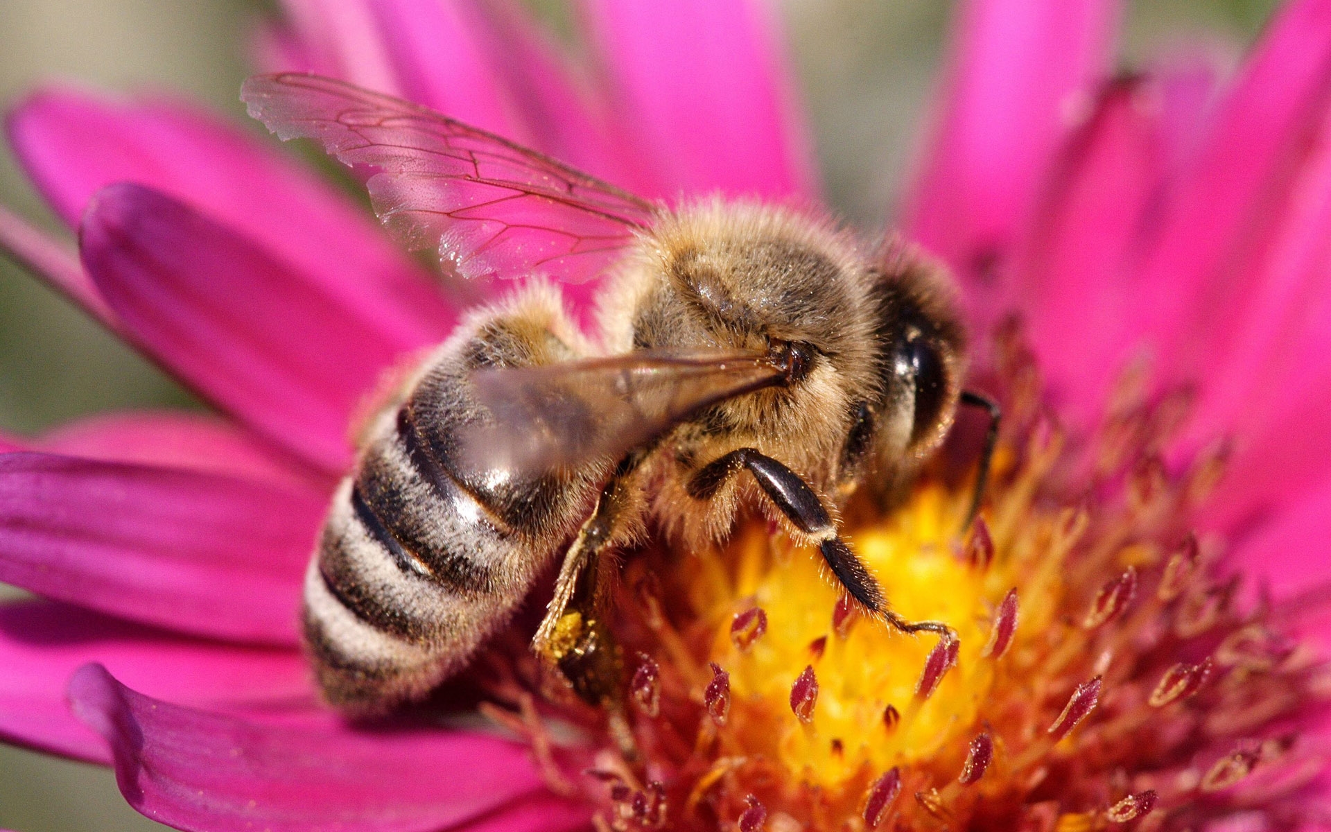 Картинки Пчела, растение, цветок, опыление фото и обои на рабочий стол