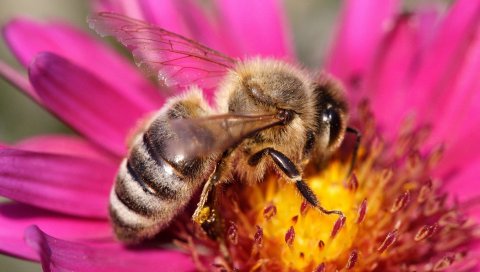 Пчела, растение, цветок, опыление