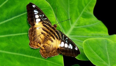 Бабочка, лист, узор