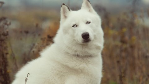 Собака, хаски, трава,