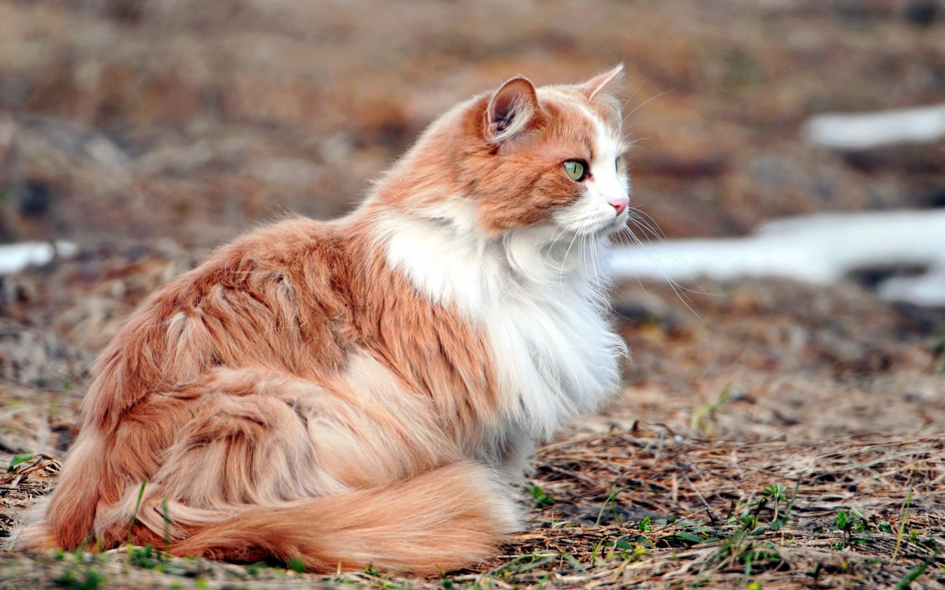 Картинки Кошка, пушистая, листья, охота, внимание фото и обои на рабочий стол