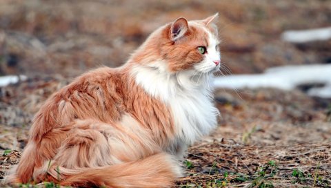 Кошка, пушистая, листья, охота, внимание