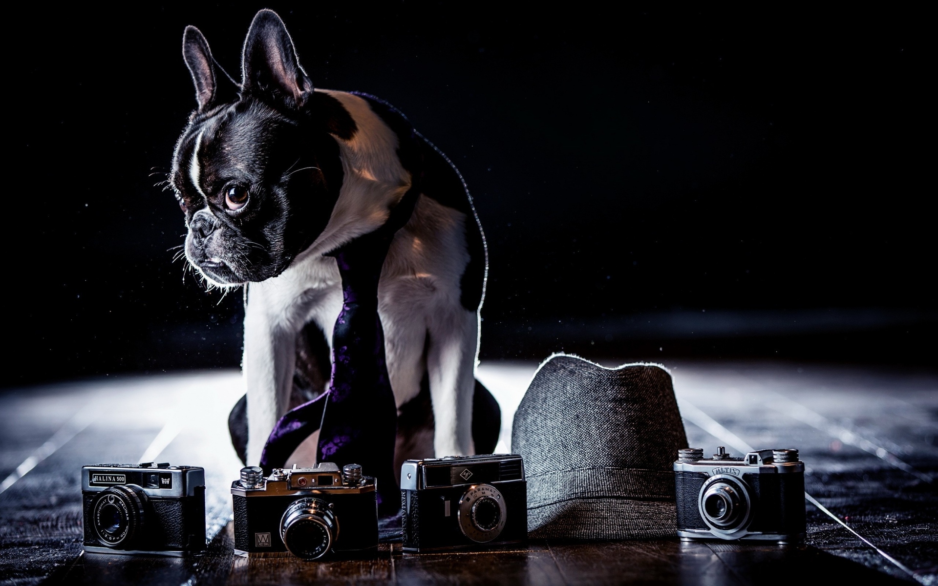 Картинки Бульдог, костюм, камеры, тень, галстук, собака фото и обои на рабочий стол