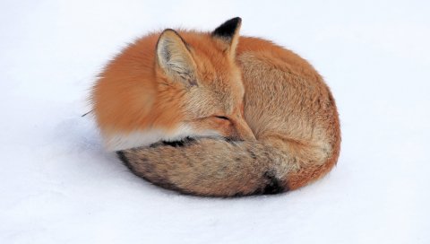 Лиса, снег, вниз, свернуться, спать