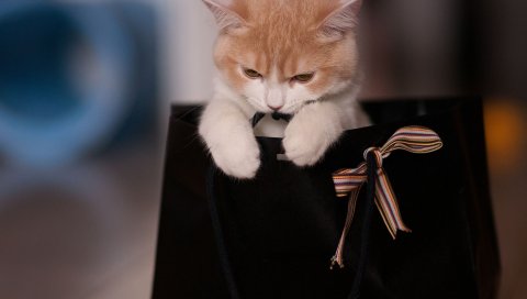 Котенок, игривый, лук, пакет
