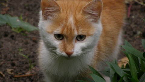 Котенок, ребенок, пятнистый, трава