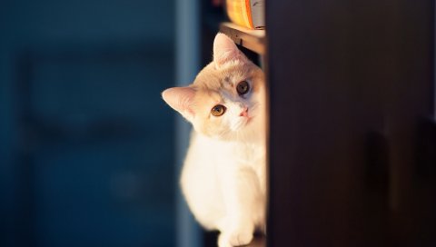 Кошка, подглядывание, стена, игривая