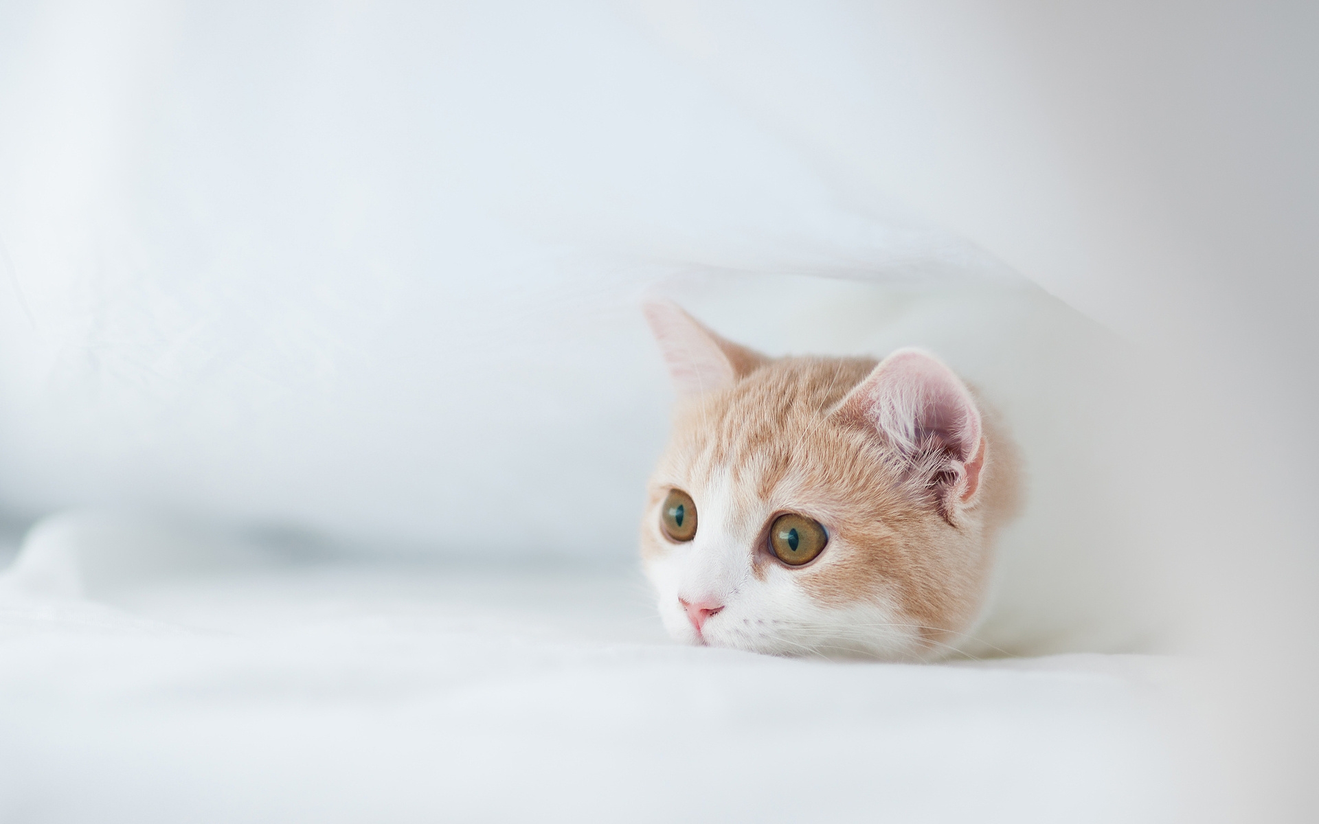 Картинки Котенок, морда, страх, охота, сокрытие фото и обои на рабочий стол