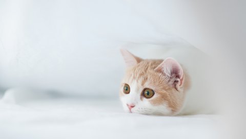 Котенок, морда, страх, охота, сокрытие