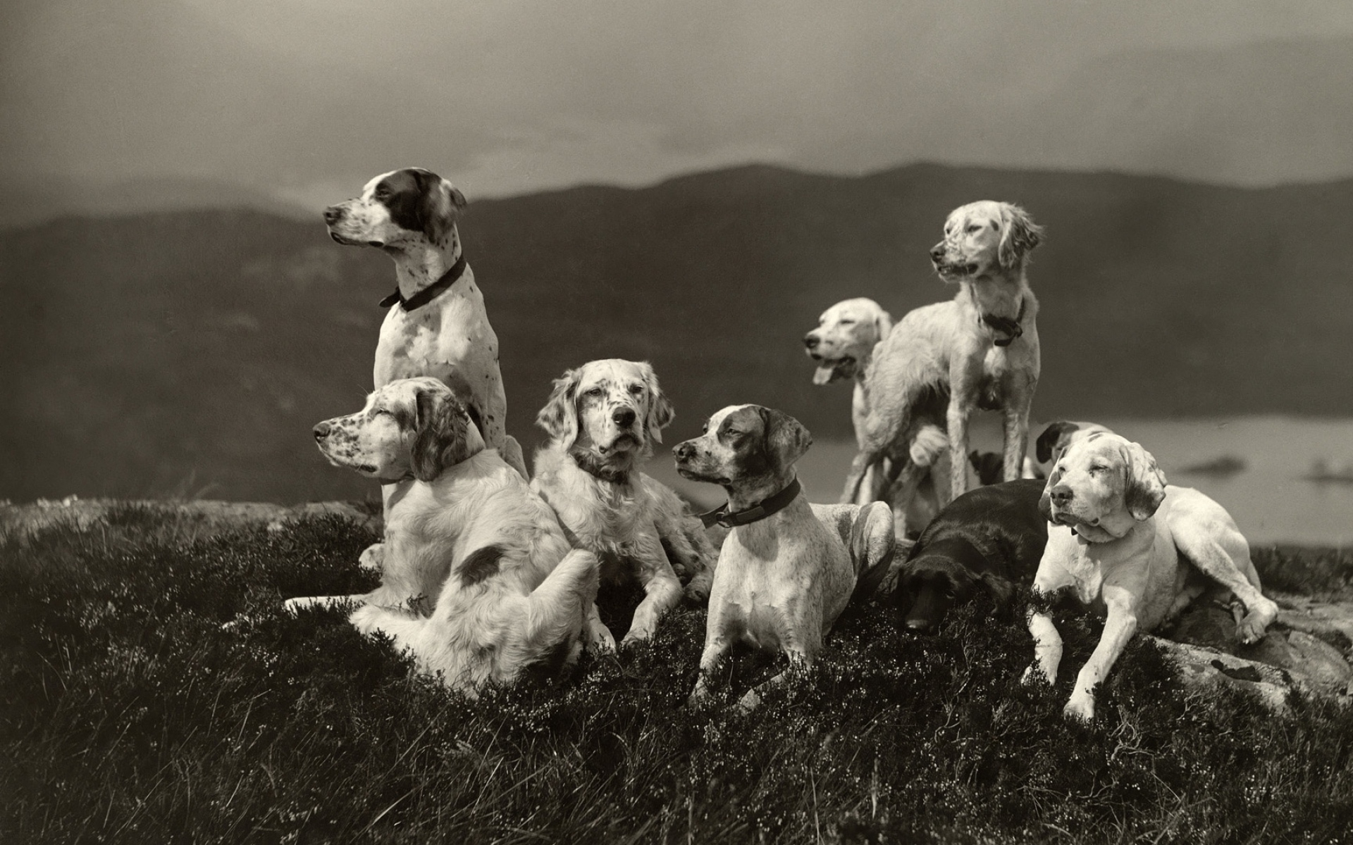 Картинки Собаки, набор, высота, семья, черно-белый фото и обои на рабочий стол