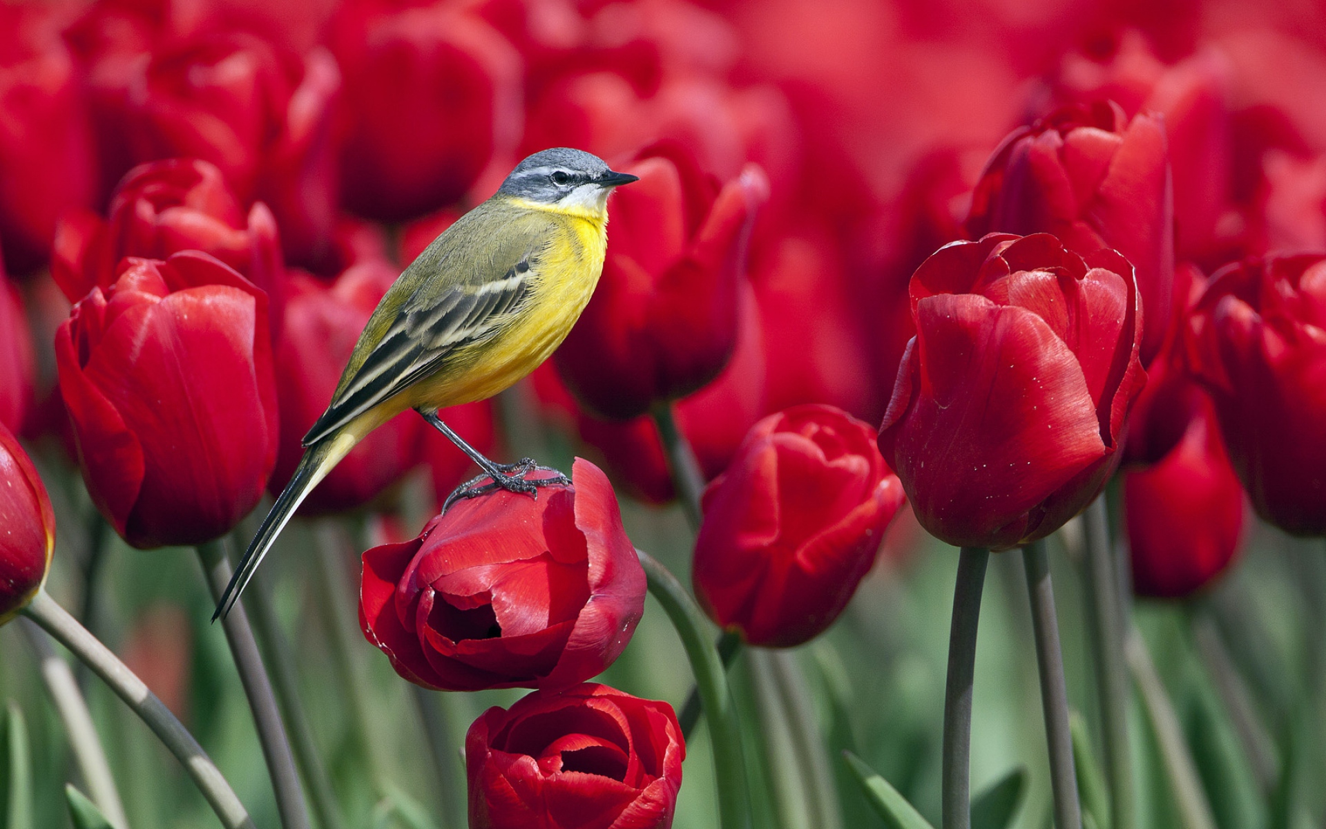 Картинки Птица, тюльпаны, цветы фото и обои на рабочий стол
